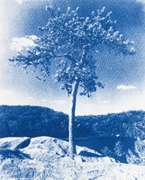 Blue Tree