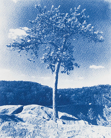 Blue Tree