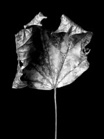The Fall 2