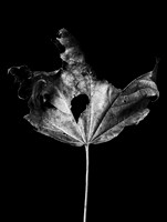 The Fall 3