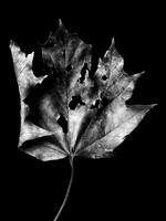 The Fall 4