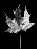 The Fall 5