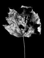 The Fall 6