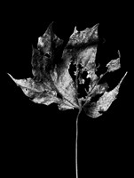 The Fall 8
