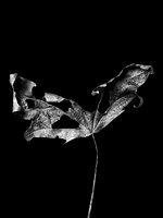 The Fall 9