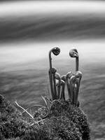 Seedlings