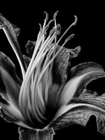 Daylily