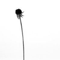 Broken Susan 1