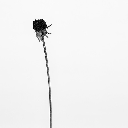 Broken Susan 1
