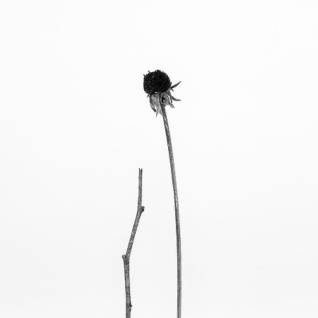 Broken Susan 2