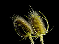 Otisco Thistle