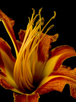Daylily